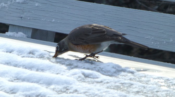 Robins Getting A Drink From The Snow On Our Deck In Orleans On Cape Cod