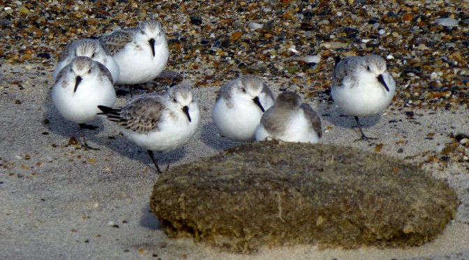 Grey And White Sanderlings At Nauset Beach In Orleans On Cape Cod