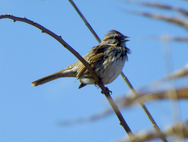 The Song Sparrows Are Singing Away On Cape Cod | Cape Cod Blog