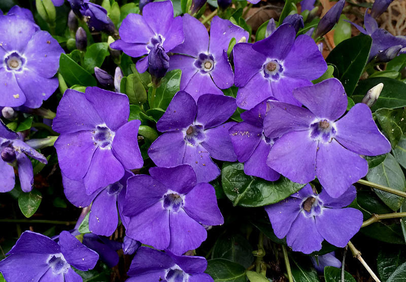 The Purple Periwinkles Are Blooming And Beautiful On Cape Cod | Cape ...