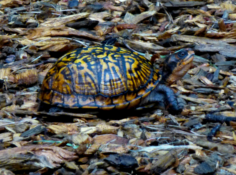 Common Box Turtle In Our Yard On Cape Cod | Cape Cod Blog