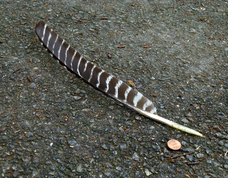 Bird Feathers On Cape Cod | Cape Cod Blog