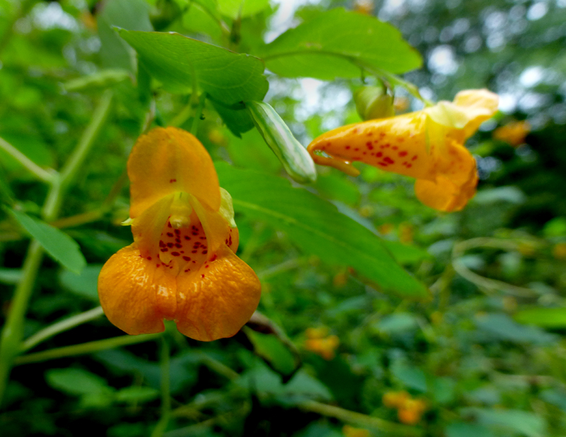 Pretty Orange Jewelweed Wildflowers At The Mass Audubon Wildlife ...