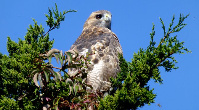Beautiful Red-Tailed Hawk At Boat Meadow On Cape Cod