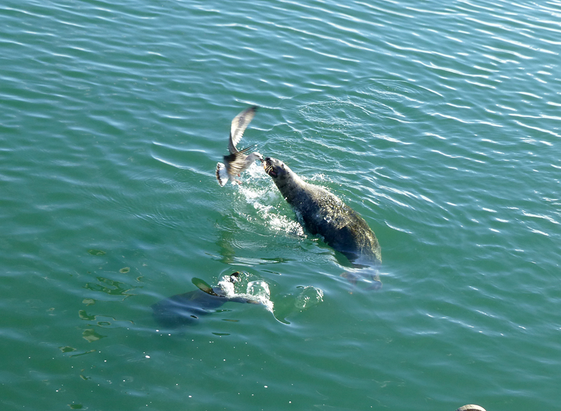 Seal And Seagull Fighting For Fish At Chatham Fish Pier On Cape Cod 