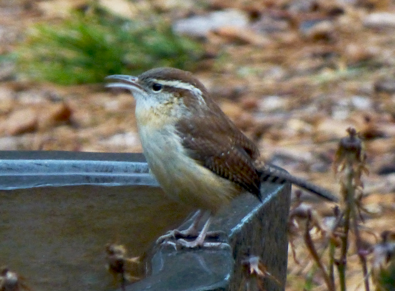 Carolina Wren On Our Bird Bath On Cape Cod | Cape Cod Blog