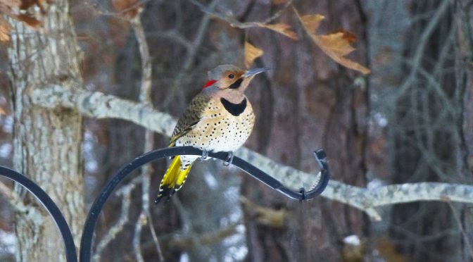 Beautiful Northern Flicker On Our Bird Feeder On Cape Cod