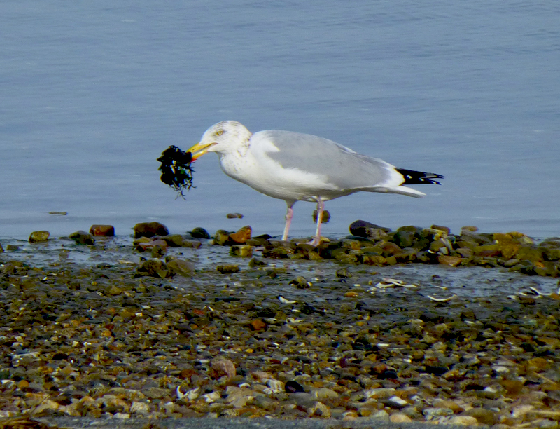 A Fresh Mussel Feast For This Hungry Seagull On The National Seashore 