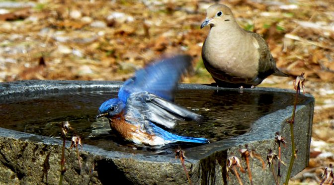 Adorable Eastern Bluebird Taking A Bath In Our Bird Bath On Cape Cod