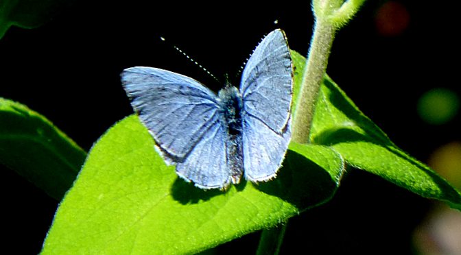 Pretty Blue Spring Azure Butterfly At Fort Hill On Cape Cod