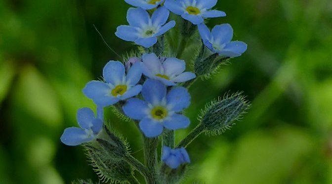 Pretty Blue Forget-Me-Not Wildflowers On Cape Cod