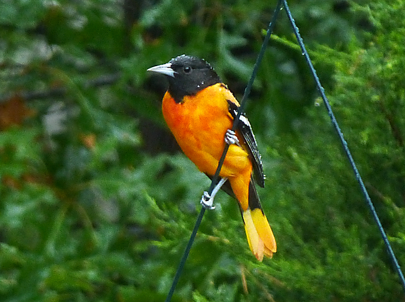 Gorgeous Baltimore Oriole Still In Our Yard On Cape Cod!