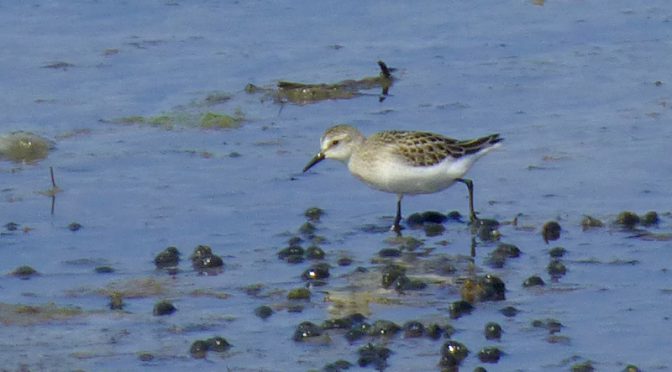 Juvenile Black-Bellied Plover In Wellfleet On Cape Cod