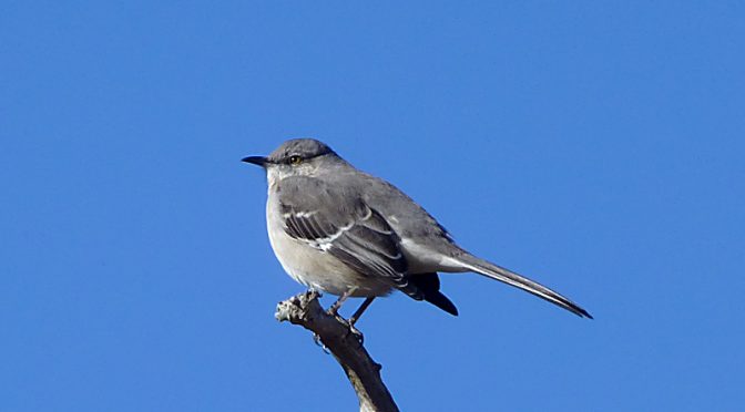 Beautiful Mockingbird At Fort Hill On Cape Cod