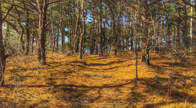 Beautiful Pamet Trails In Truro On Cape Cod