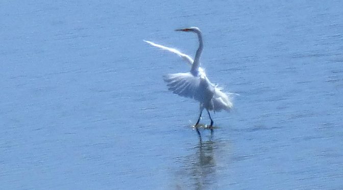 Dancing White Egret At Nauset Marsh By Coast Guard Beach On Cape Cod