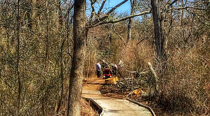 Repairing The Boardwalk On Red Maple Swamp Trail At Fort Hill On Cape Cod