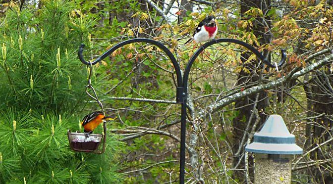 Lots Of Birding In Our Backyard On Cape Cod