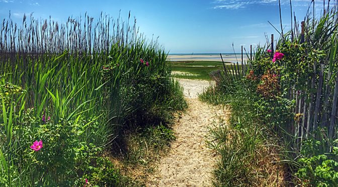 Gorgeous Beach Path To Cape Cod Bay