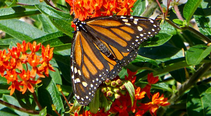 Gorgeous Monarch Butterfly On Cape Cod