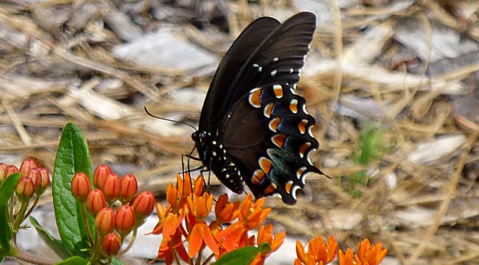 Gorgeous Spicebush Swallowtail Butterfly On Cape cod