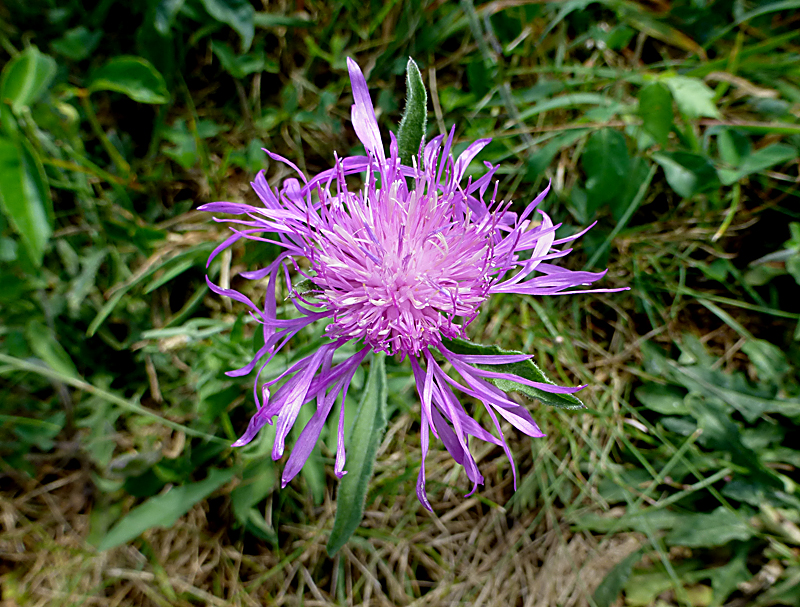 Pretty Purple Spotted Knapweed On Cape Cod | Cape Cod Blog