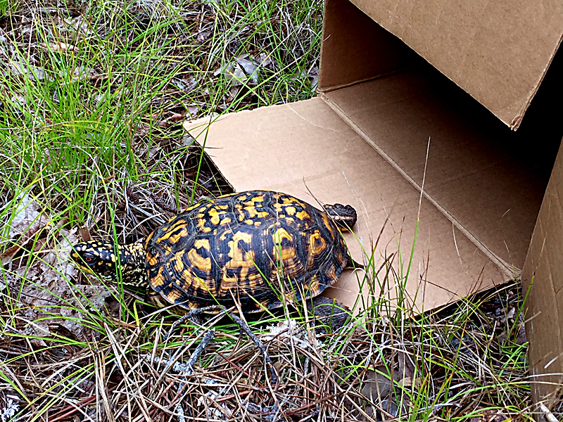 Successful Box Turtle Rescue On Cape Cod | Cape Cod Blog