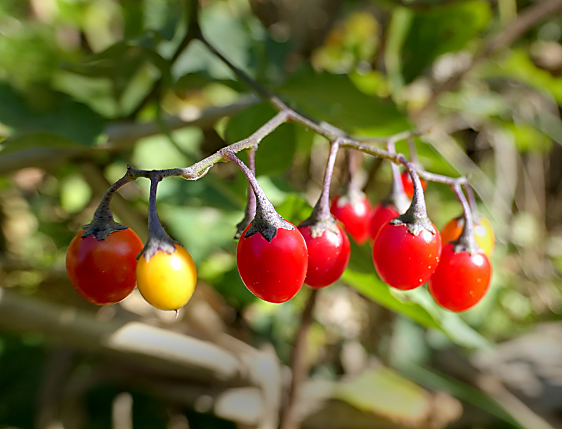 Climbing Nightshade Wildflower Berries At Fort Hill On Cape Cod. | Cape ...