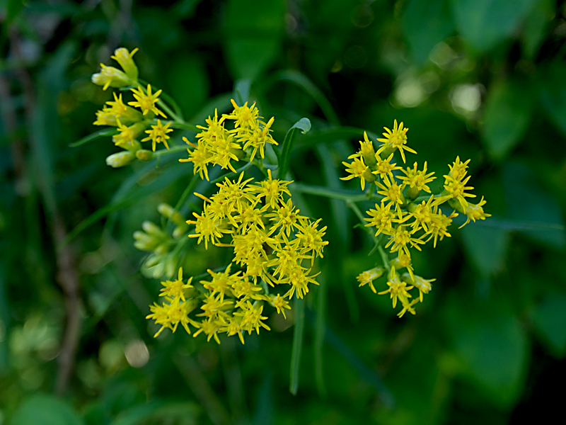 Slender Fragrant Goldenrod Wildflowers At Fort Hill On Cape Cod. | Cape ...