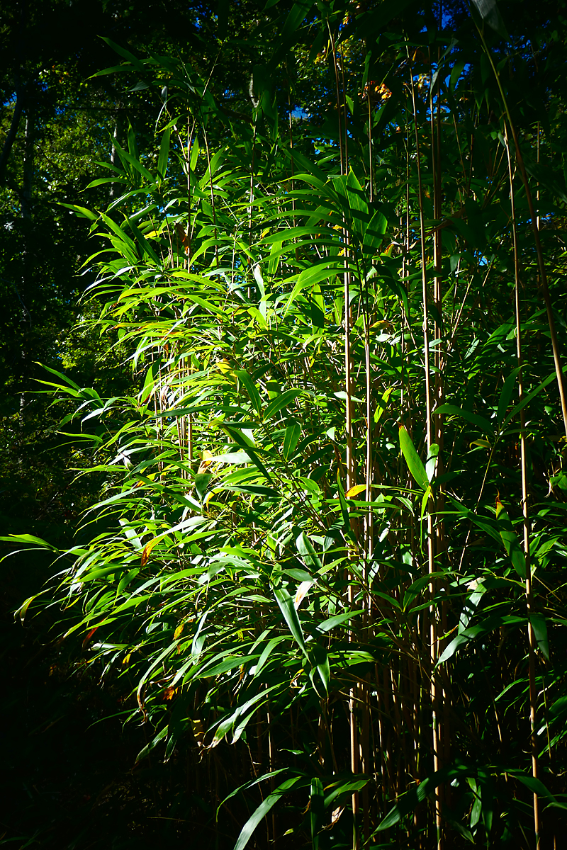 huge-bamboo-grove-on-the-baker-s-pond-trail-on-cape-cod-cape-cod-blog