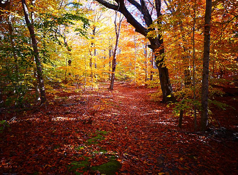 Beech Forest Trail In Provincetown On Cape Cod Is Gorgeous! | Cape Cod Blog