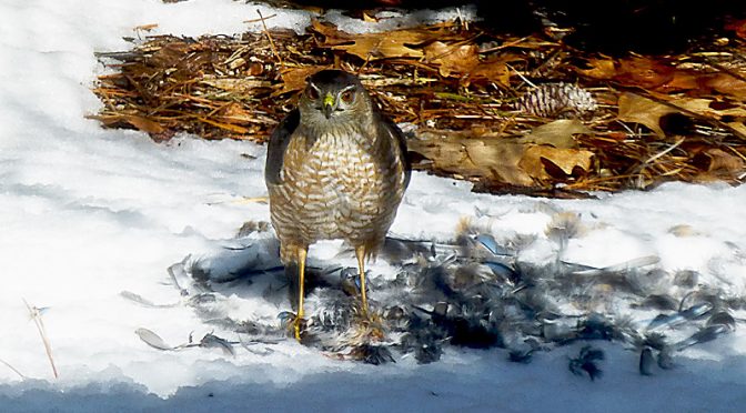 Sharp-Shinned Hawk Enjoying Lunch In Our Yard On Cape Cod.