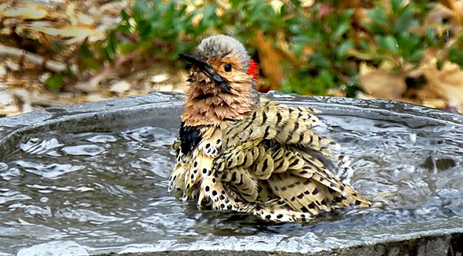 Adorable Flicker Splashing Away In Our Bird Bath On Cape Cod!