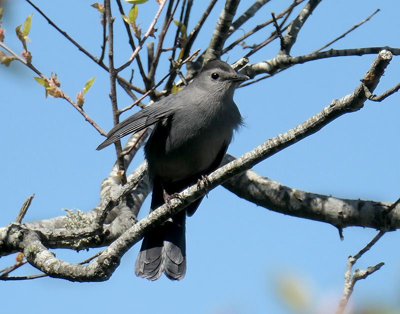 Love The Song Of The Catbird At Fort Hill On Cape Cod. | Cape Cod Blog