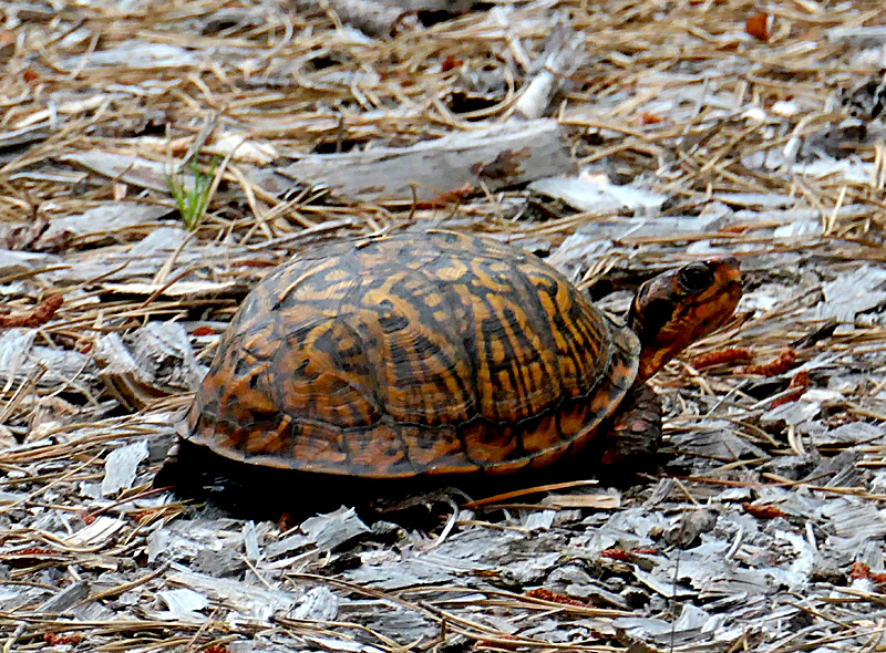 Box Turtle Lays Her Eggs In Our Yard On Cape Cod! | Cape Cod Blog