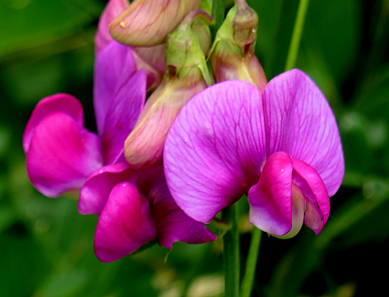 Beautiful Pink Everlasting Peas Are Blooming All Over Cape Cod. | Cape ...