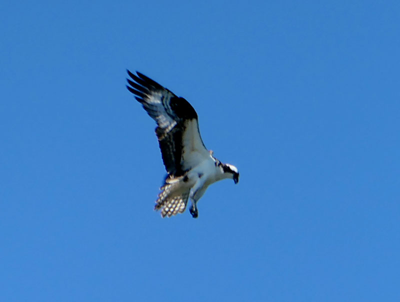 cape osprey