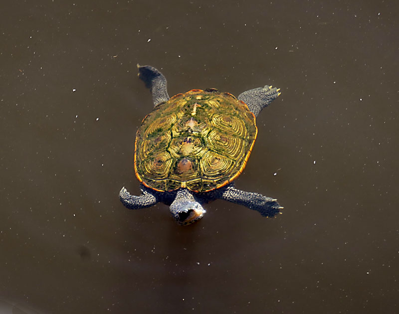 Lots of Diamondback Terrapins Swimming In The Creek On Cape Cod! | Cape ...