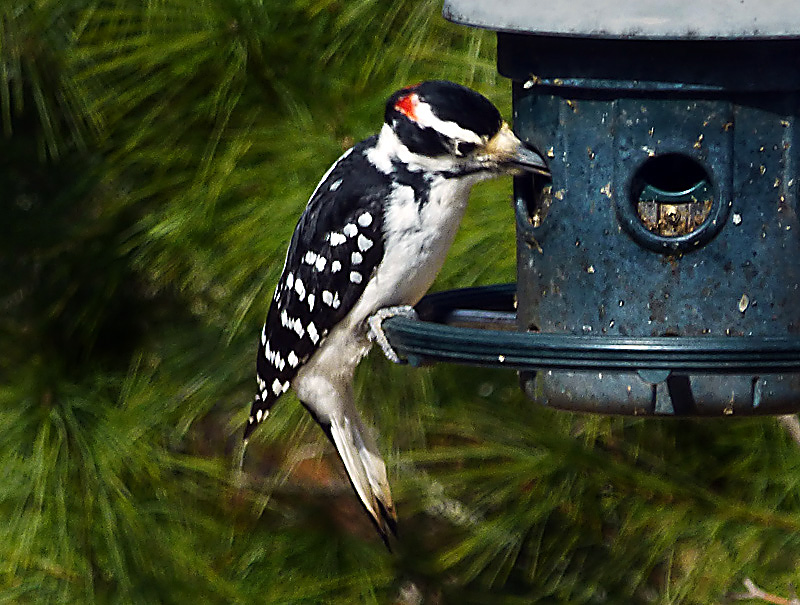 Little Downy Woodpecker Loves Our Bird Feeder On Cape Cod. | Cape Cod Blog