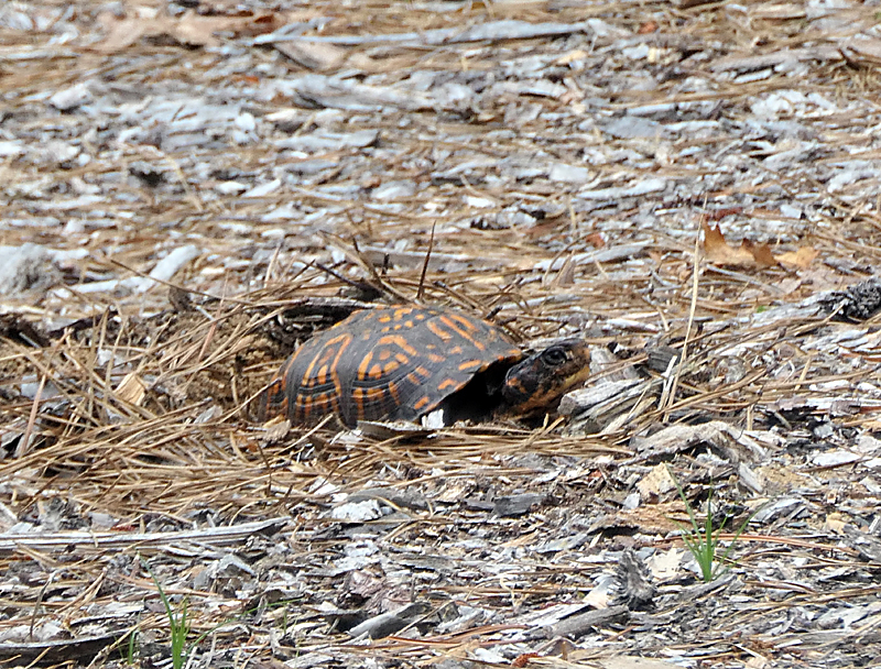 Totally Turtles - NWF