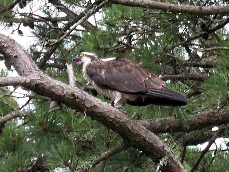 Noisy Osprey In Our Tree On Cape Cod. | Cape Cod Blog