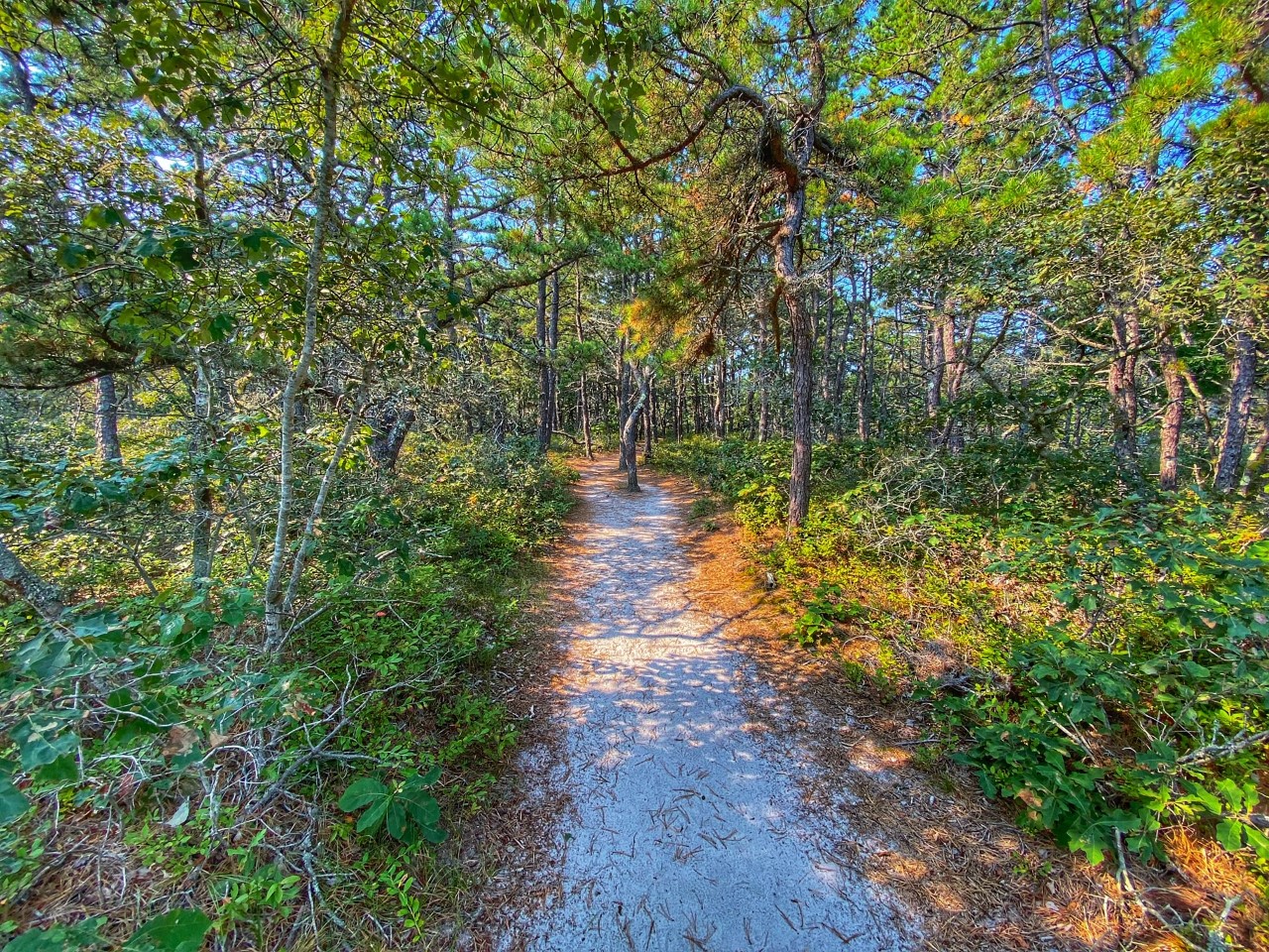 The Atlantic White Cedar Swamp Trail In Wellfleet On Cape Cod. | Cape ...