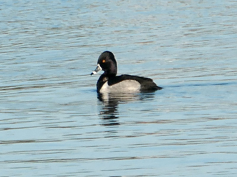 Beautiful Ring-Necked Duck At Herring Pond On Cape Cod. | Cape Cod Blog