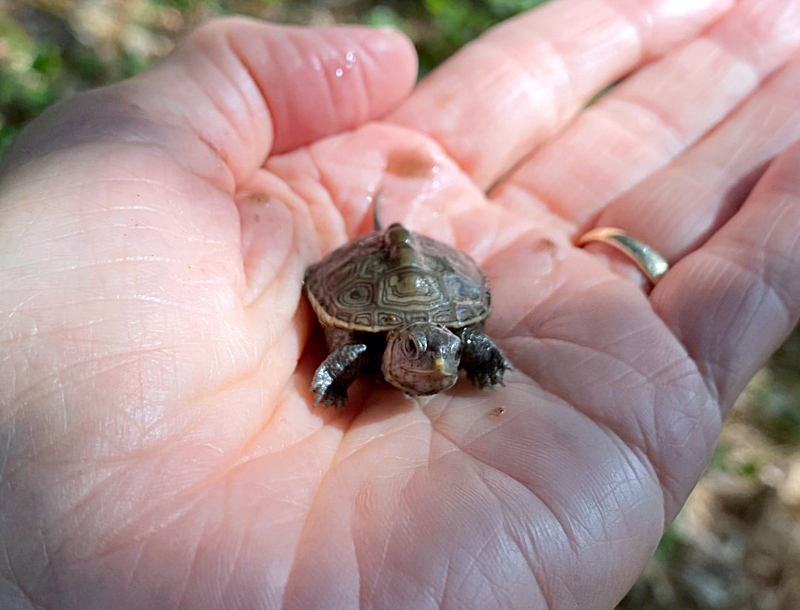 Little Diamondback Terrapin Hatchlings On Cape Cod. | Cape Cod Blog