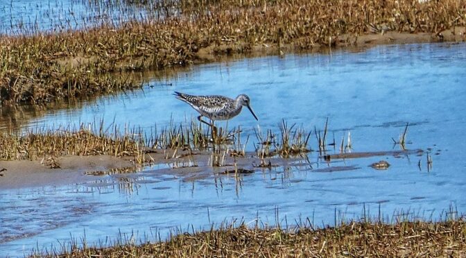 Beautiful Greater Yellowlegs At Boat Meadow Beach On Cape Cod.
