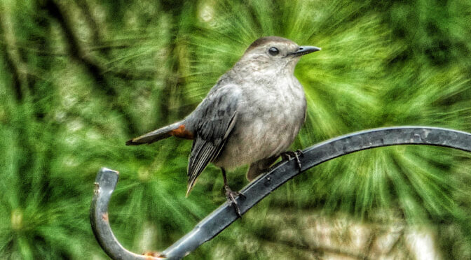 Beautiful Gray Catbird On Our Feeder On Cape Cod.