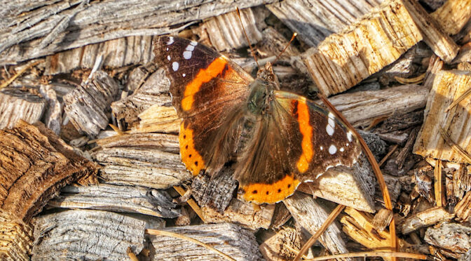 Colorful Red Admiral Butterfly In Our Yard On Cape Cod.