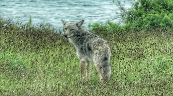 Coyote, Scoping Out The Area, At Fort Hill On Cape Cod.
