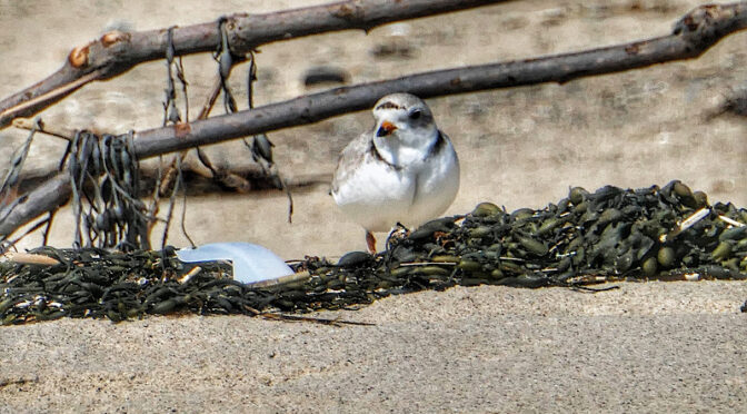 Love The Piping Plovers At Coast Guard Beach On Cape Cod.