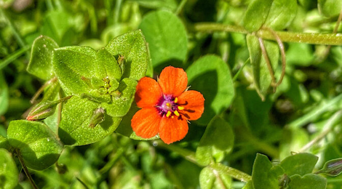The Scarlet Pimpernel Wildflowers Are Blooming At Fort Hill On Cape Cod.